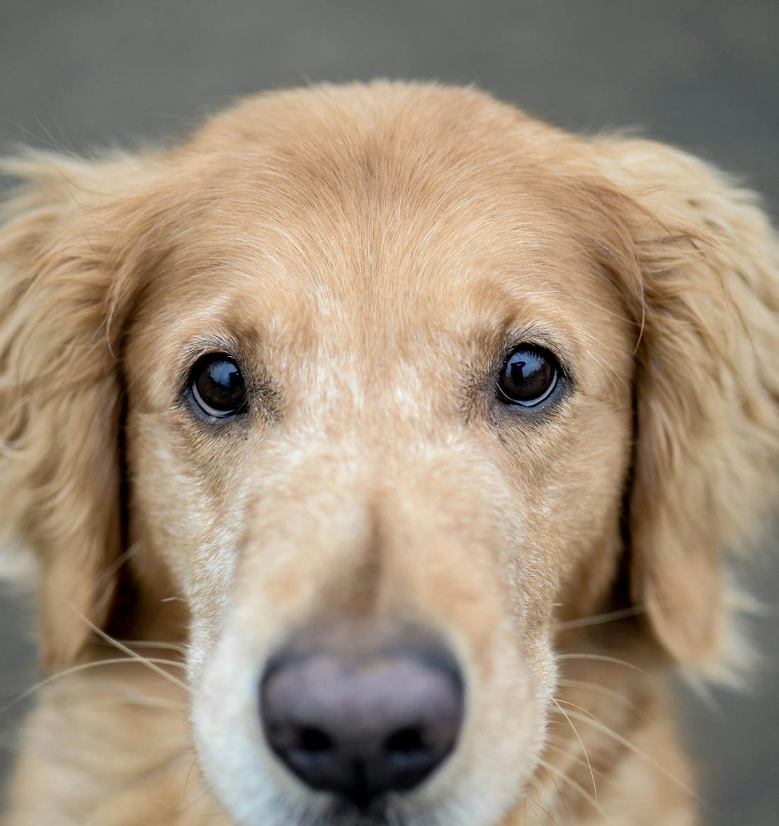 Un animal de companie îngrijit prin fluxul de lucru de specialitate RIAVET
